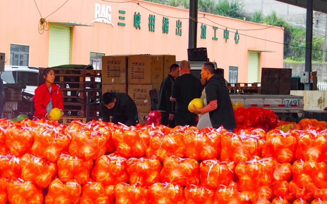 金秋豐收季 | 百安港農(nóng)產(chǎn)品批發(fā)市場邀您赴一場和秋天的約會！